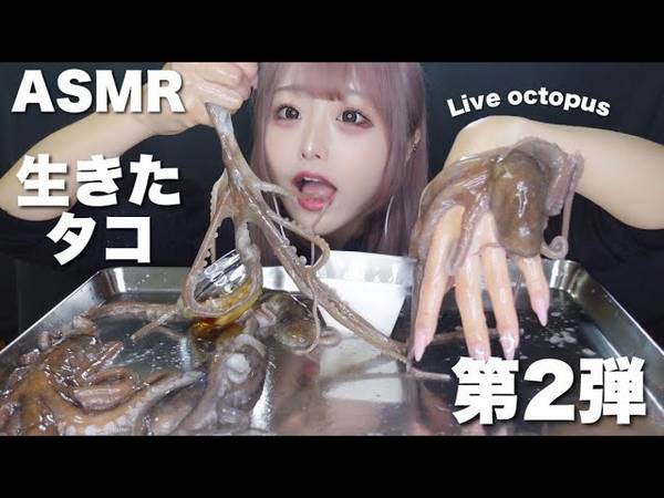 [神乐]期待已久的吃活章鱼の咀嚼音 | ASMR番茄助眠