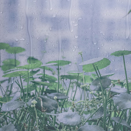 下雨天|雨中漫步|踩水|雷鸣 | ASMR番茄助眠